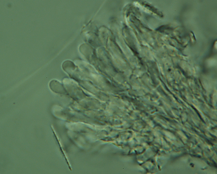Crosta chiara su faggio - foto 4927 (Mycoacia aurea)